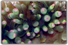 Pink Tip Green Bubble Anemone